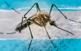 Un brote importante de dengue afecta a Argentina