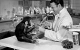 Un científico experimenta con un chimpancé en un laboratorio