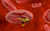 Glóbulo rojo infectado con parásitos