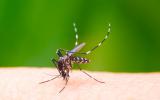 Mosquito causante del virus chikungunya