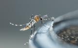 Criadero de mosquito transmisor del virus mayaro