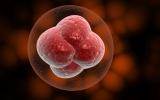 15 óvulos facilitan el éxito de la fecundación 'in vitro'