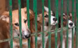 Tres perros miran a la cámara tras los barrotes de su jaula en una perrera