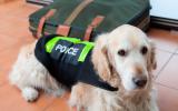 Los perros policía también merecen una buena jubilación 