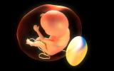 Las anomalías en la placenta predicen el riesgo de autismo