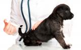 Veterinario administrando la terapia génica a un perro