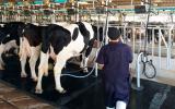 Vacas sin lactosa