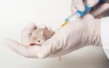 Un investigador administra una vacuna a un ratón 