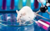 Un ratón es vacunado en un laboratorio