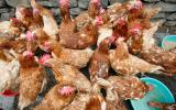 Foco de gripe aviar