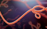 Imagen del virus de Ébola 3d