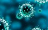 Virus de la gripe al microscopio