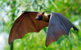 Murciélago portador de un virus parecido al ébola