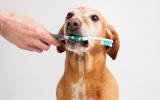 Perro con un cepillo de dientes
