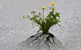Flores creciendo en el asfalto, concepto de resiliencia