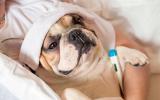 Tos de las perreras, cuidados del perro con gripe