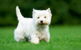 West Highland white terrier (westie) 