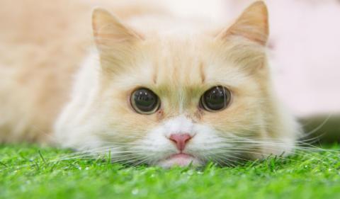 Posibles problemas de salud del gato munchkin