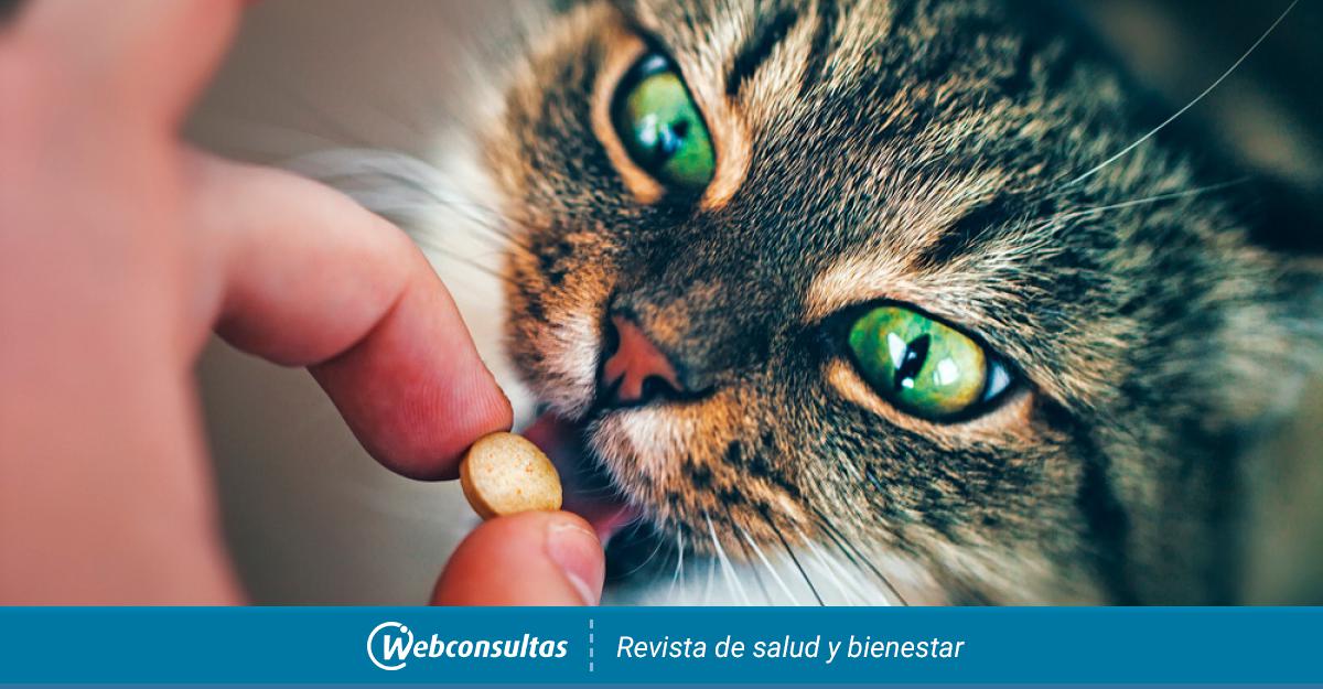 Gestionar algun lado Servicio Tratamiento de la alergia en mascotas y consejos para sus dueños