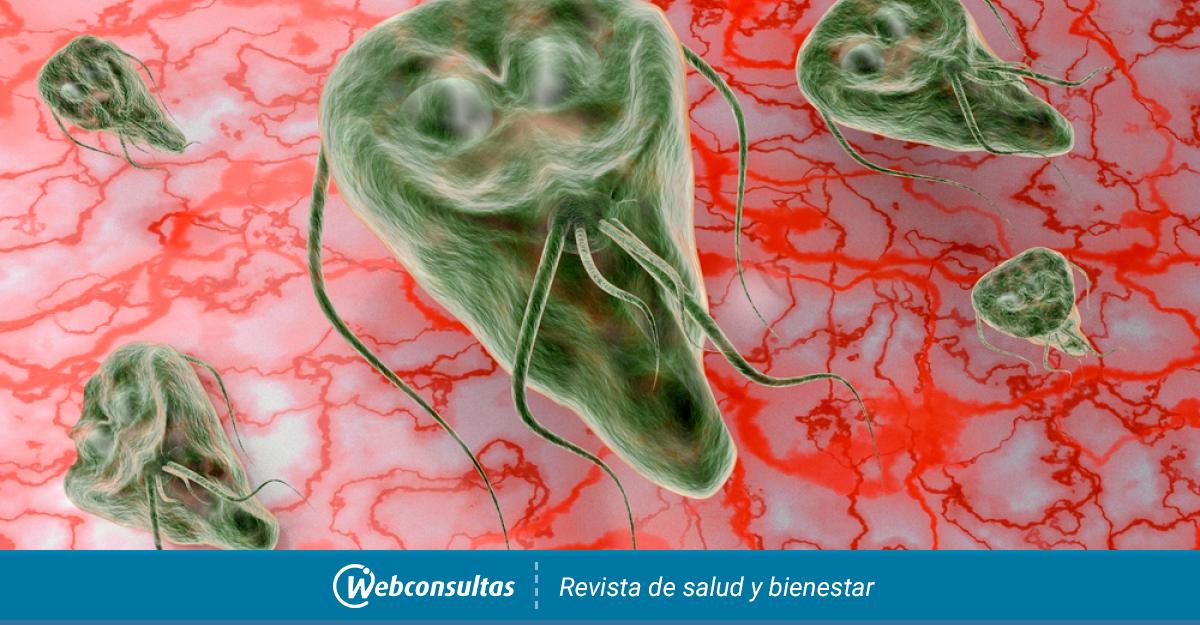 Ornisole giardiasis kezelésére - Giardia en humanos