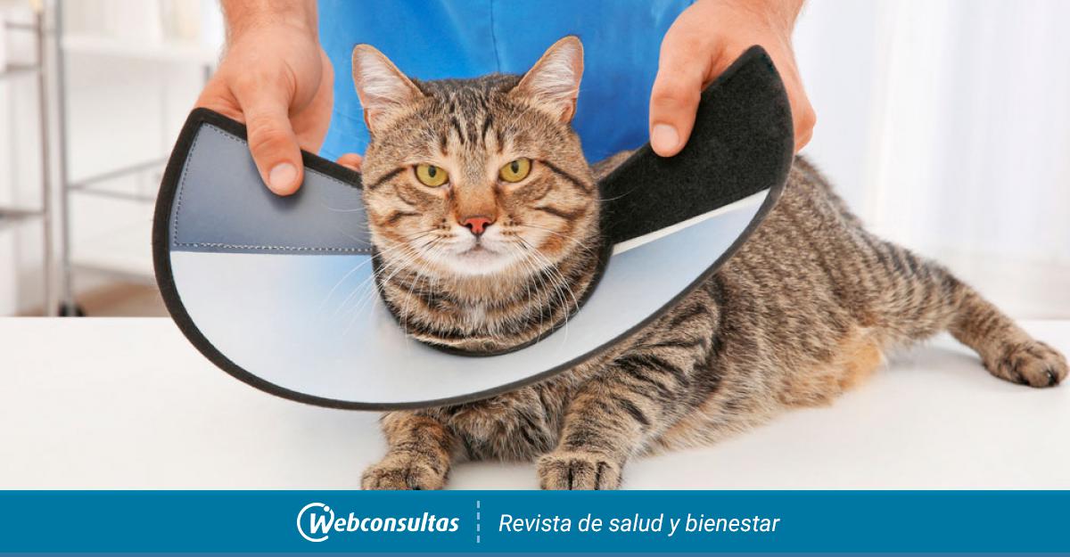 Escrutinio Ambiguo Contratación Cómo usar el collar isabelino para evitar molestias al perro o gato
