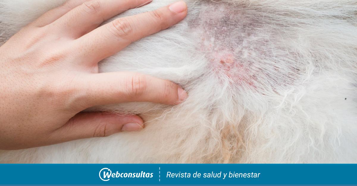 Incentivo marxista compensar Lesiones dermatológicas en perros: síntomas y diagnóstico