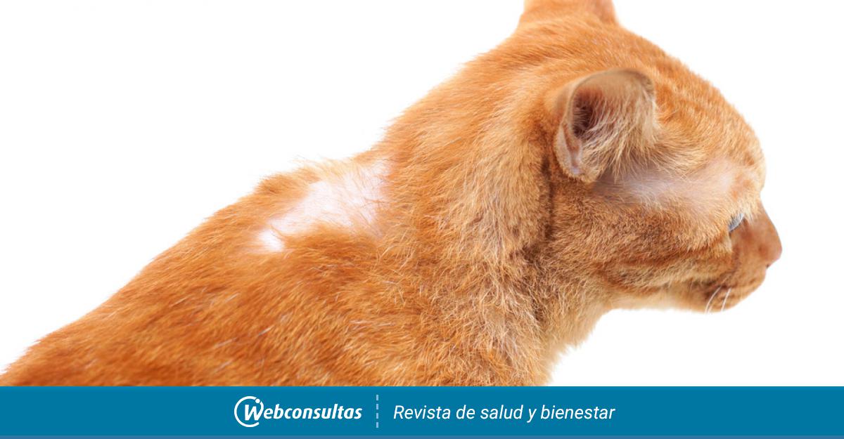 Viva Bajo Recuerdo Factores de riesgo y consecuencias de las bolas de pelo en gatos