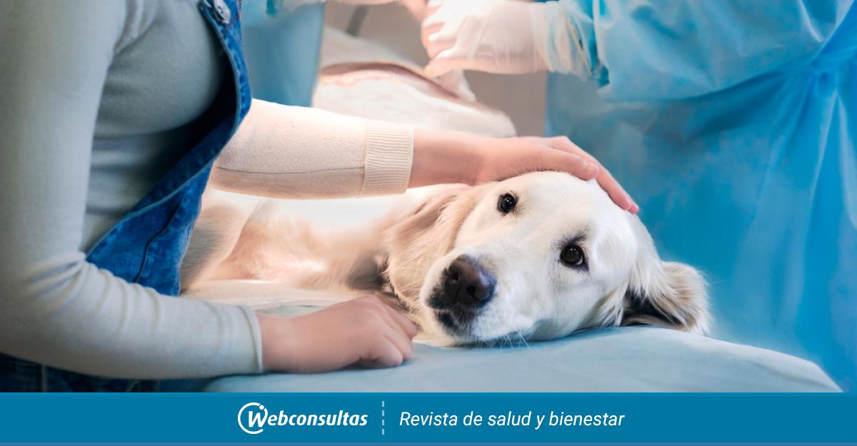 Reflexión capa mezcla Opciones terapéuticas para tratar el cáncer en perros