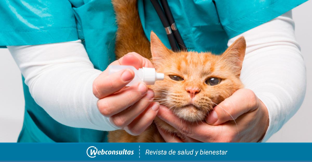 de la conjuntivitis en los gatos: cómo cuidar sus ojos