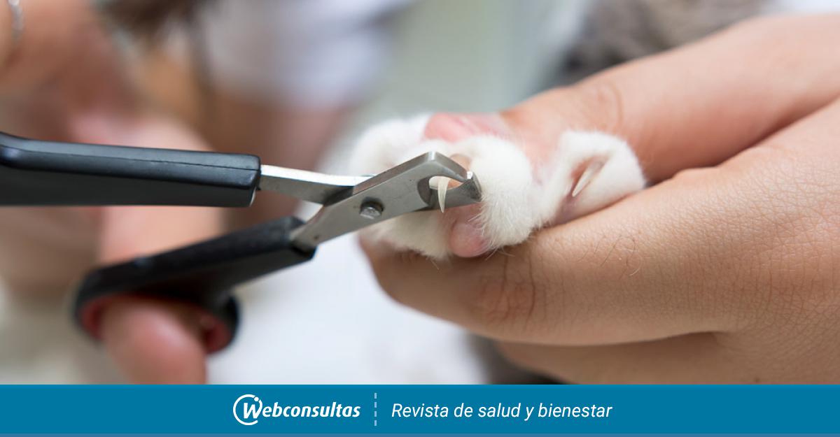 Cómo cortar las uñas a un perro en casa  AltuDog