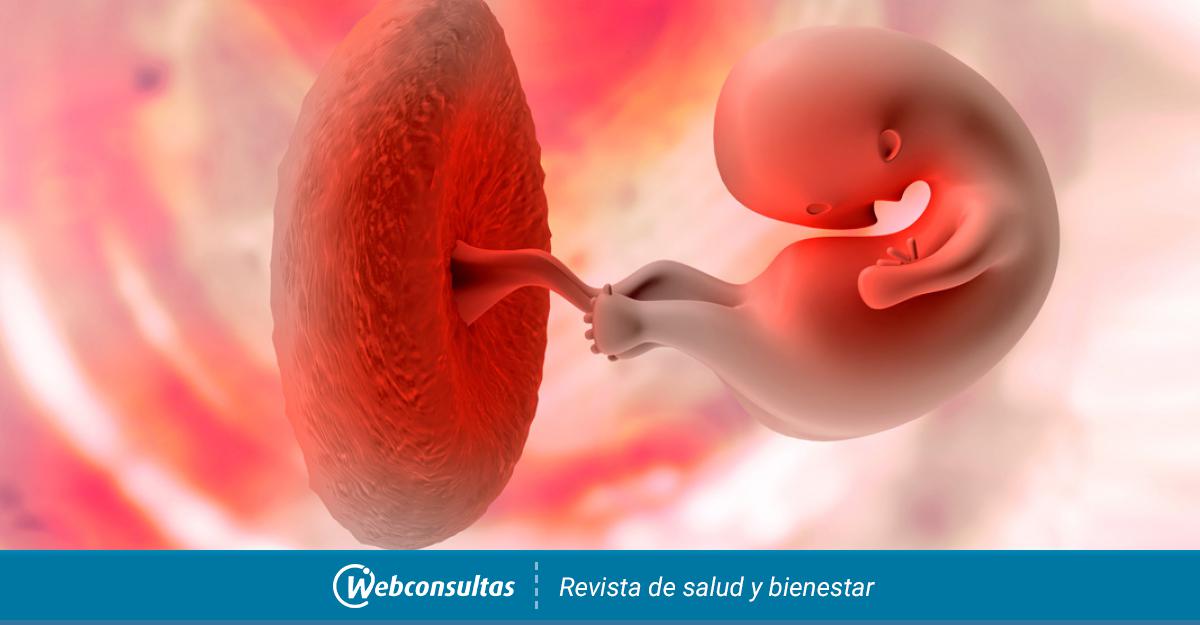 Funciones De La Placenta A Lo Largo Del Embarazo
