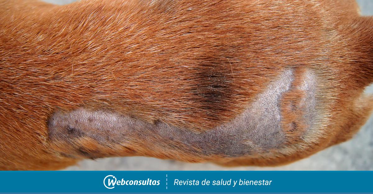 Mordrin Civil fragancia Alopecia canina: qué es y causas de la caída de pelo en el perro