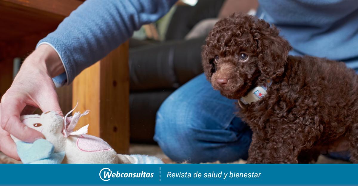 Salud Del Caniche Toy O Poddle Toy Gestacion Y Reproduccion Salud Del Caniche Toy O Poddle Toy Gestacion Y Reproduccion