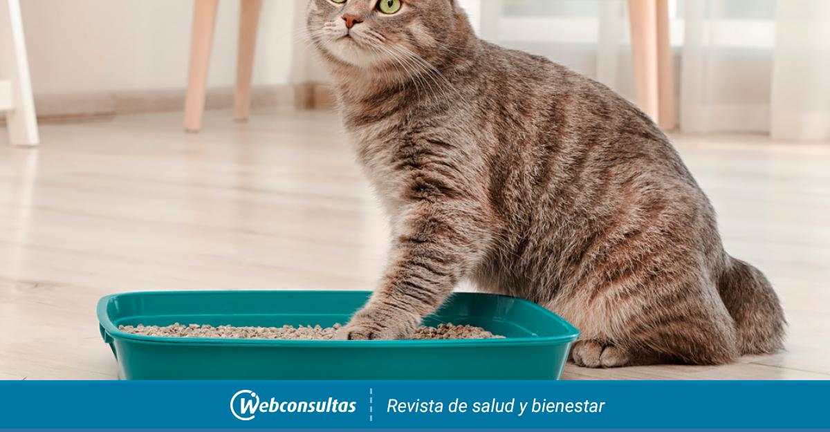 Gato caja de discount arena