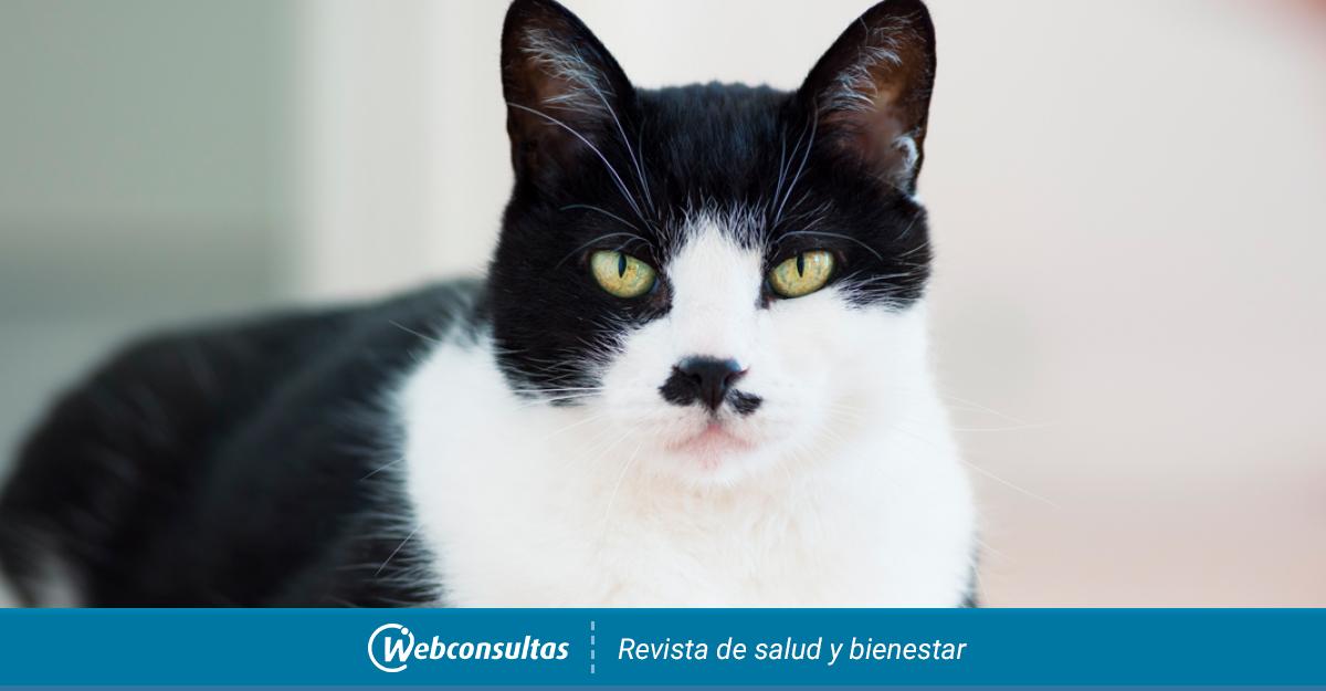 Día del Gato, ¿por qué se celebra tres veces cada año?