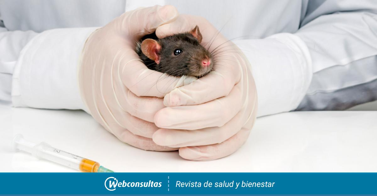 Рак крысы характеристика. Лабораторные животные.