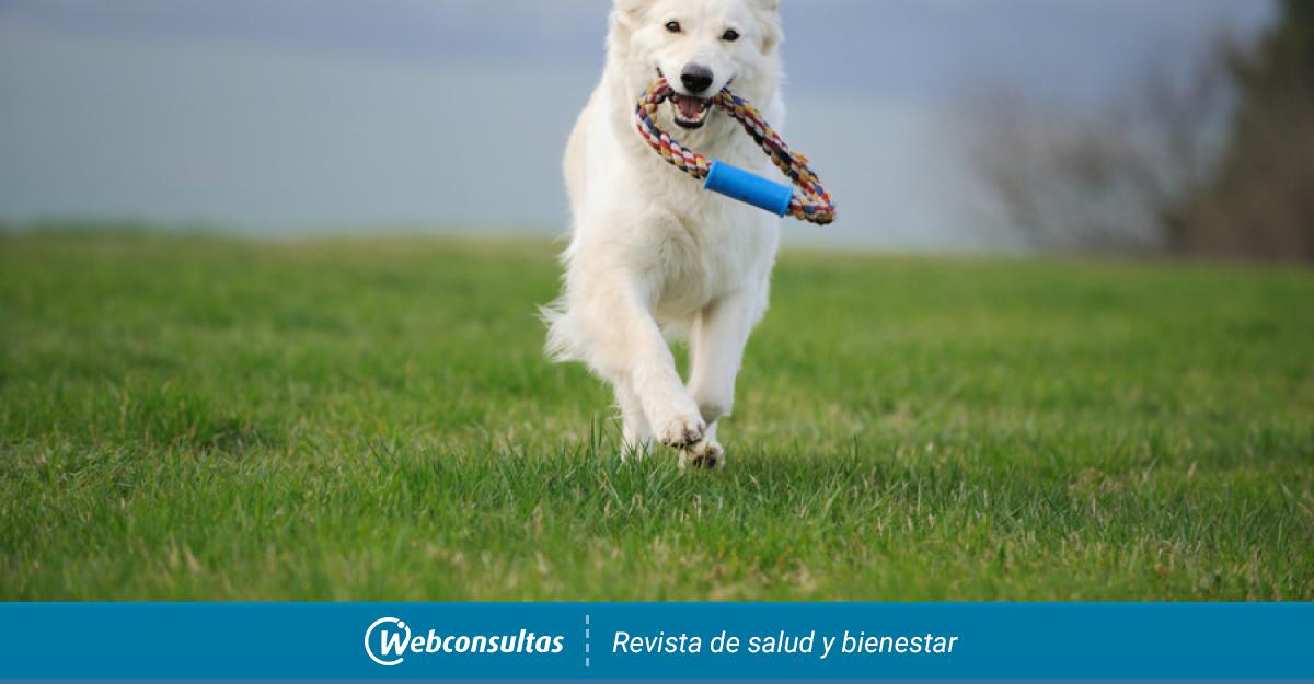 Hueso Visión girasol Deportes, ejercicios y actividades para perros - Educación animal