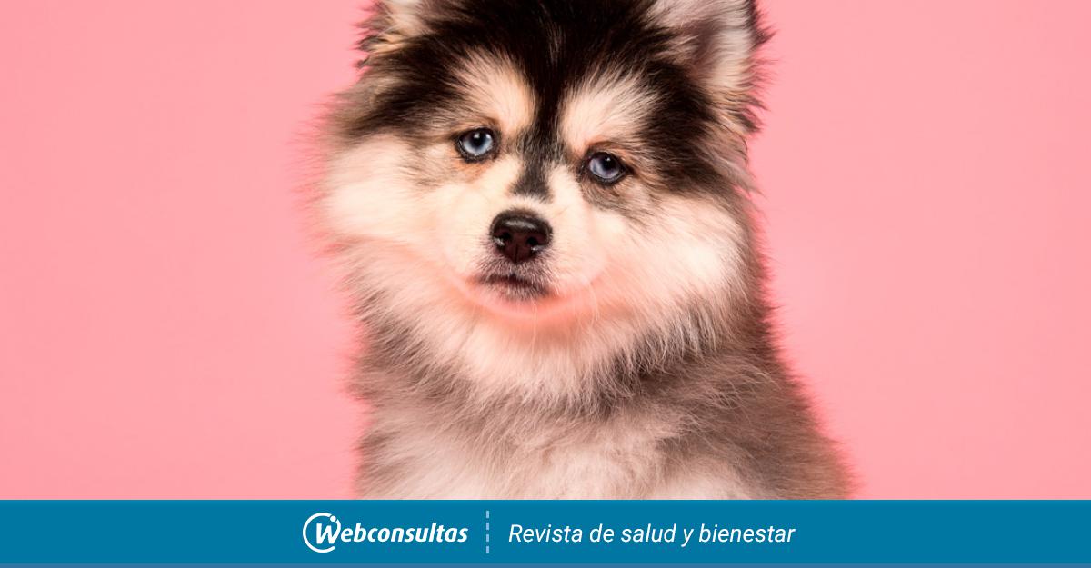 Pomsky, una nueva raza de perro husky y pomerania