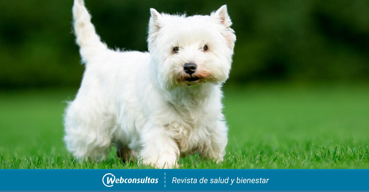 West Highland White Terrier Westie Perro Jardín de Plantador Olla titular