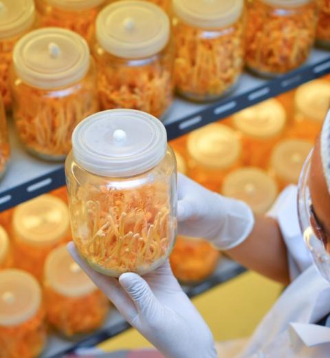 Cordyceps militaris en frascos de vidrio en una sala de laboratorio con control de luz y temperatura