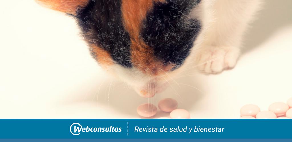 Arturo Soledad Modales Intoxicación del gato por medicamentos de uso humano
