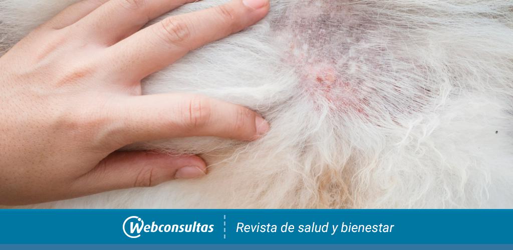 dermatológicas en perros: y diagnóstico