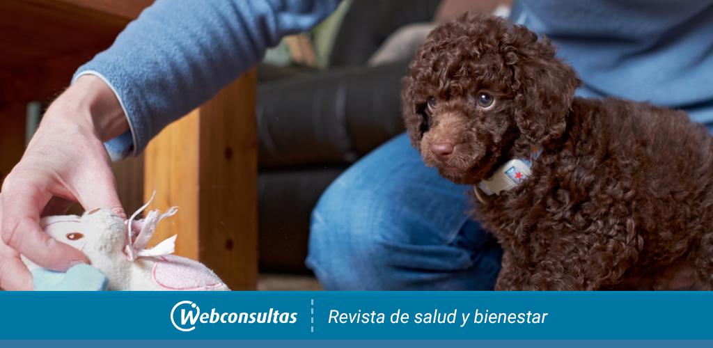 Salud Del Caniche Toy O Poddle Toy Gestacion Y Reproduccion