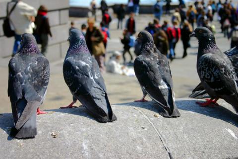 Grupo de palomas en una ciudad