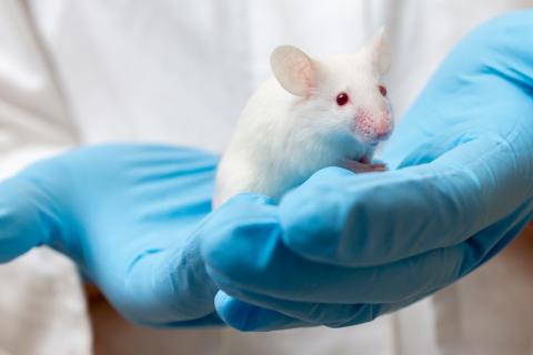Un investigador sostiene un ratón de laboratorio en sus manos