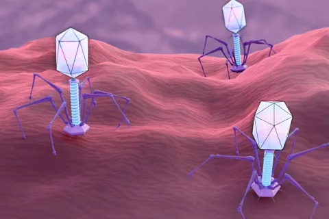 Fagoterapia, devoradores de bacterias para combatir infecciones Fagoterapia, virus que devoran bacterias