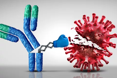 Anticuerpos, qué son y cómo nos protegen frente a infecciones Anticuerpos