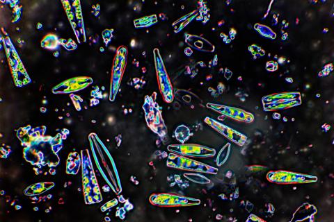 Diatomeas vistas al microscopio