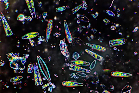Diatomeas Diatomeas vistas al microscopio