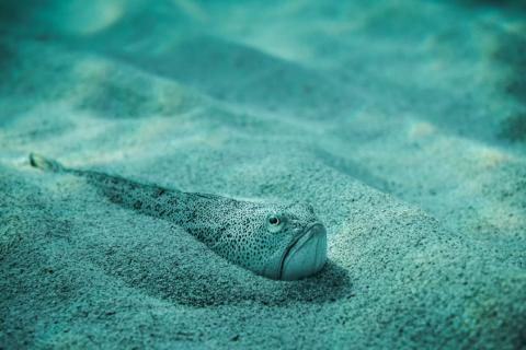 Pez araña semienterrado en la arena bajo el mar